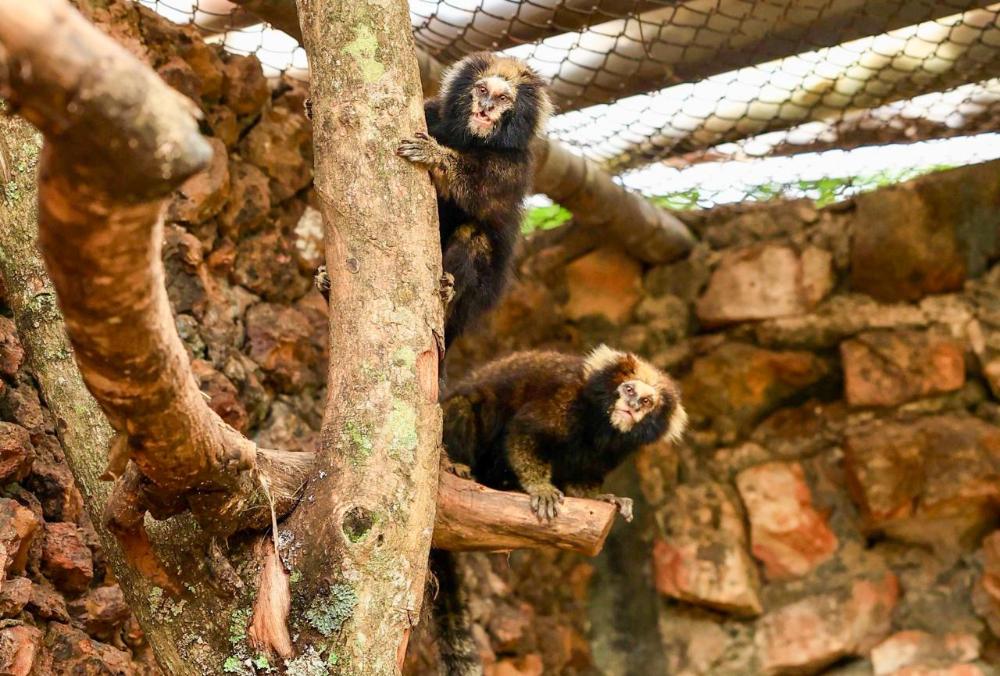 Capa da notícia: Casal de saguis-de-serra-escuro já pode ser visitado no Zoológico de Brasília