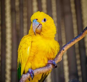 Foto de uma ave da ordem Psittaciformes