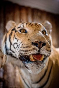 Tigre taxidermizado