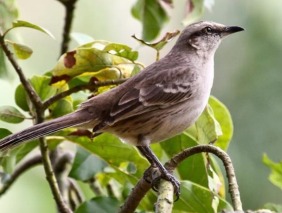 Foto de uma ave da ordem Passeriformes