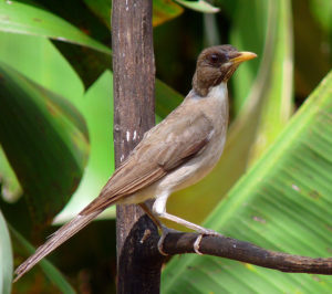 Foto da ave Sabiá-poca