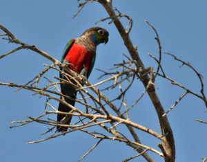 Foto da ave Tiriba-de-barriga-vermelha