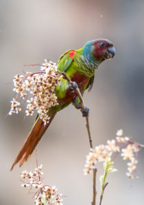 Foto da ave Tiriba-de-pfrimer