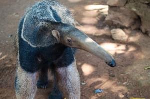 Confira a trajetória de Queijinho: um tamanduá-bandeira que foi resgatado em estado crítico